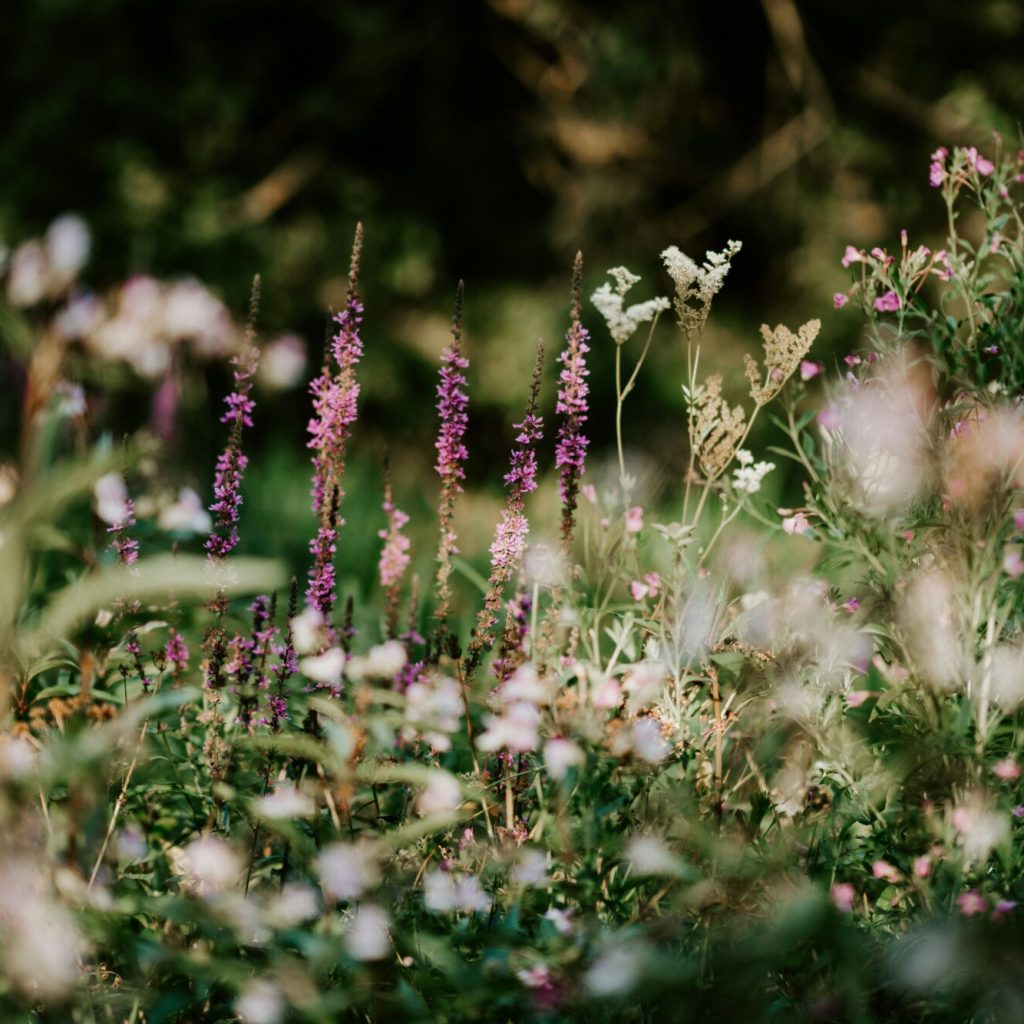 annie-spratt-4IqTki_q8KI-unsplash